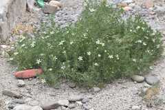 Peganum harmala